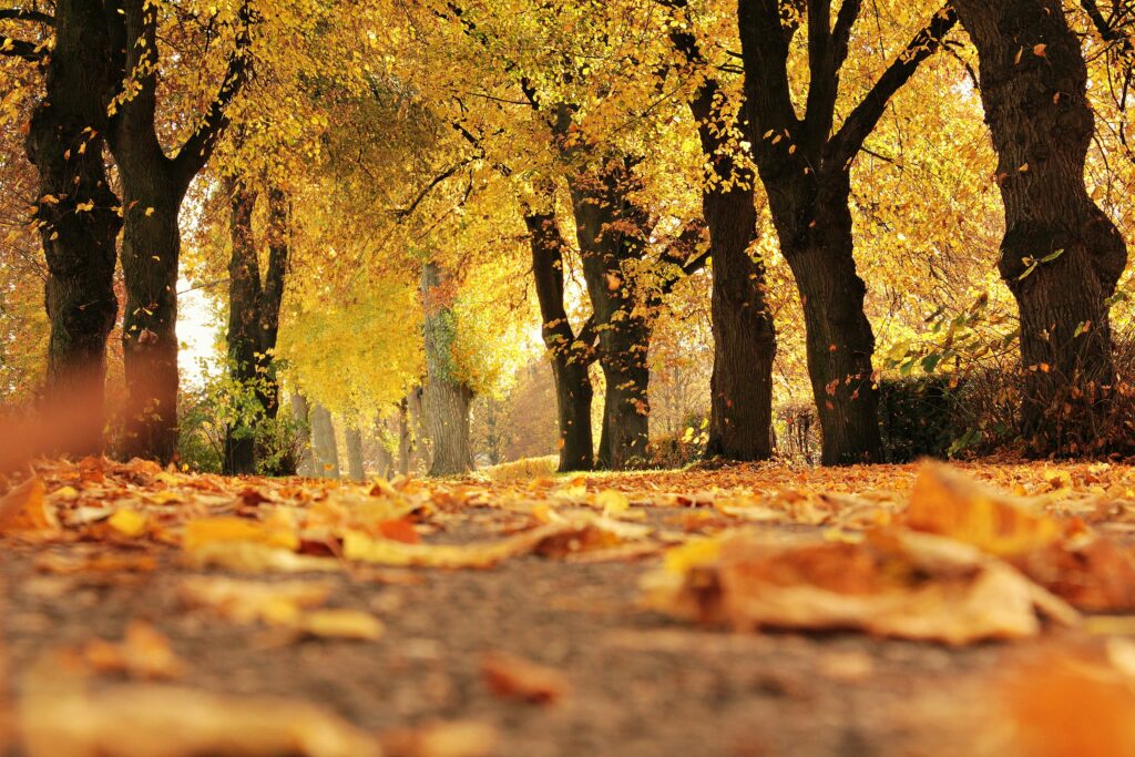 Autumn 