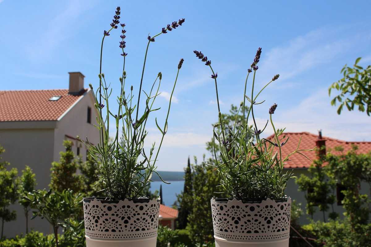 Apartman Marija 1